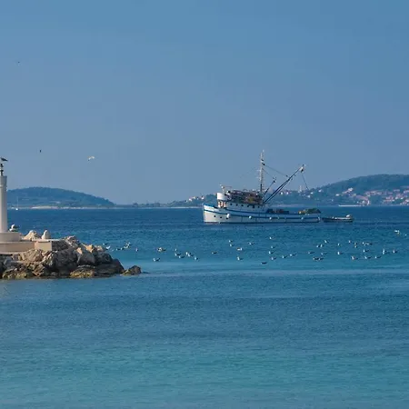 Goga * أوروبيتش